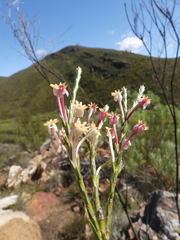 Struthiola ciliata