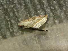 Plagiomimicus resoluta