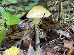 Validae