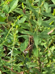 Schistocerca americana