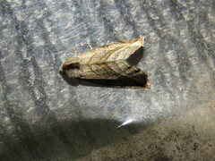 Plagiomimicus resoluta