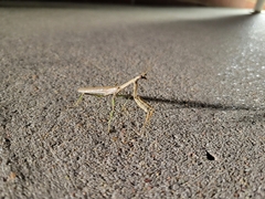 Mantidae