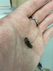 Elateridae