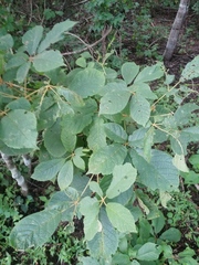 Handroanthus chrysanthus