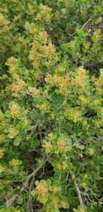 Searsia lucida