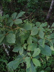 Handroanthus chrysanthus