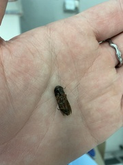 Elateridae
