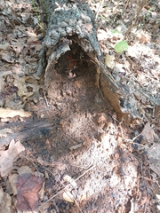 Fuscoporia