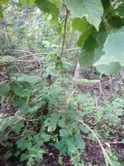 Handroanthus chrysanthus