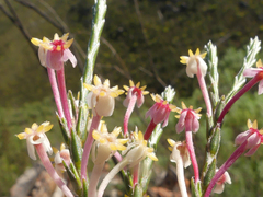 Struthiola ciliata