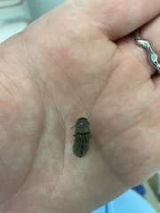 Elateridae