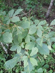 Handroanthus chrysanthus
