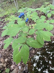 Caulophyllum thalictroides