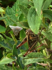 Schistocerca americana