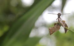 Dioprosopa clavata