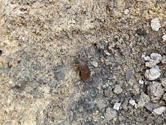 Gonocerus acuteangulatus