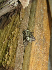 Lacinipolia