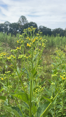 Verbesina occidentalis