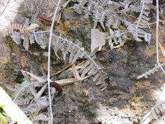 Pseudoxycheila bipustulata