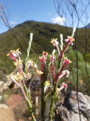 Struthiola ciliata