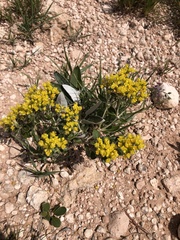 Eriogonum correllii