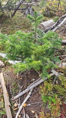 Abies sibirica