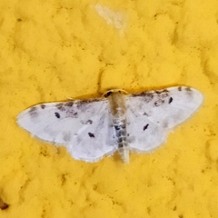 Idaea filicata