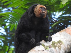 Pithecia chrysocephala