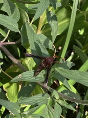 Vitacea scepsiformis