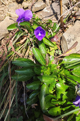 Viola altaica