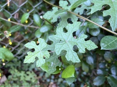 Vitis mustangensis