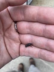 Sphenophorus cariosus