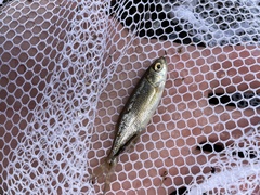 Richardsonius balteatus