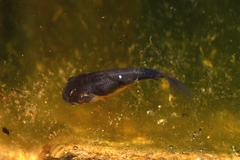 Cyprinus carpio carpio