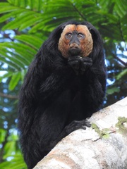 Pithecia chrysocephala