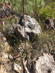 Struthiola ciliata