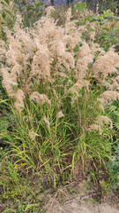 Calamagrostis