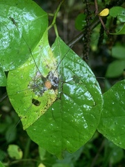 Leiobunum politum