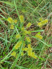 Cyperus