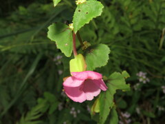 Begonia bulbillifera