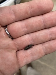 Sphenophorus cariosus