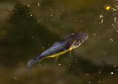 Cyprinus carpio carpio