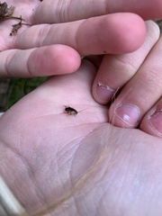 Ectobius lapponicus
