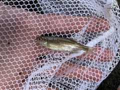 Richardsonius balteatus