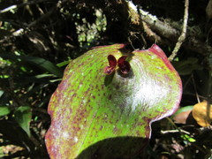 Pleurothallis cordata