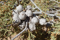 Cupressus nevadensis