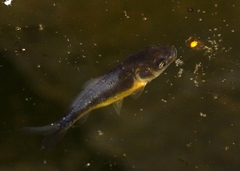 Cyprinus carpio carpio