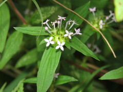 Crusea hispida