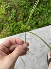 Cyperus croceus