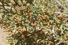 Cupressus nevadensis